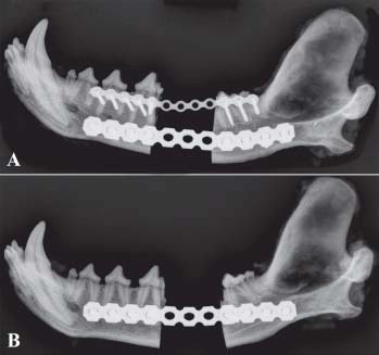 Canine mandible with titanium plate