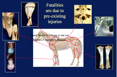 Photo: Catastrophic Injuries in Racehorses