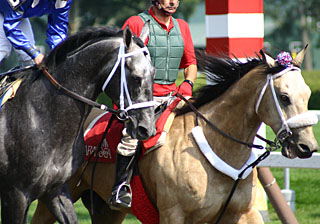Horse Racing Injury Prevention