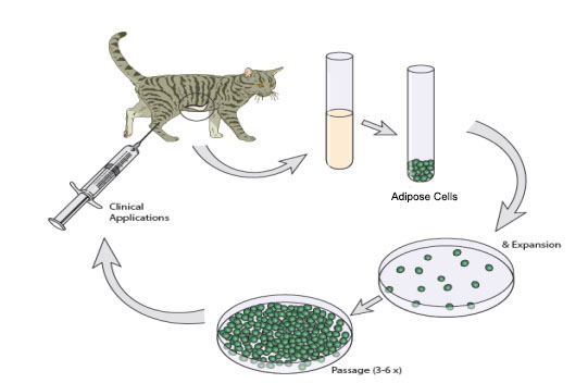 Mesenchymal Stem-Cell Therapy for Cats