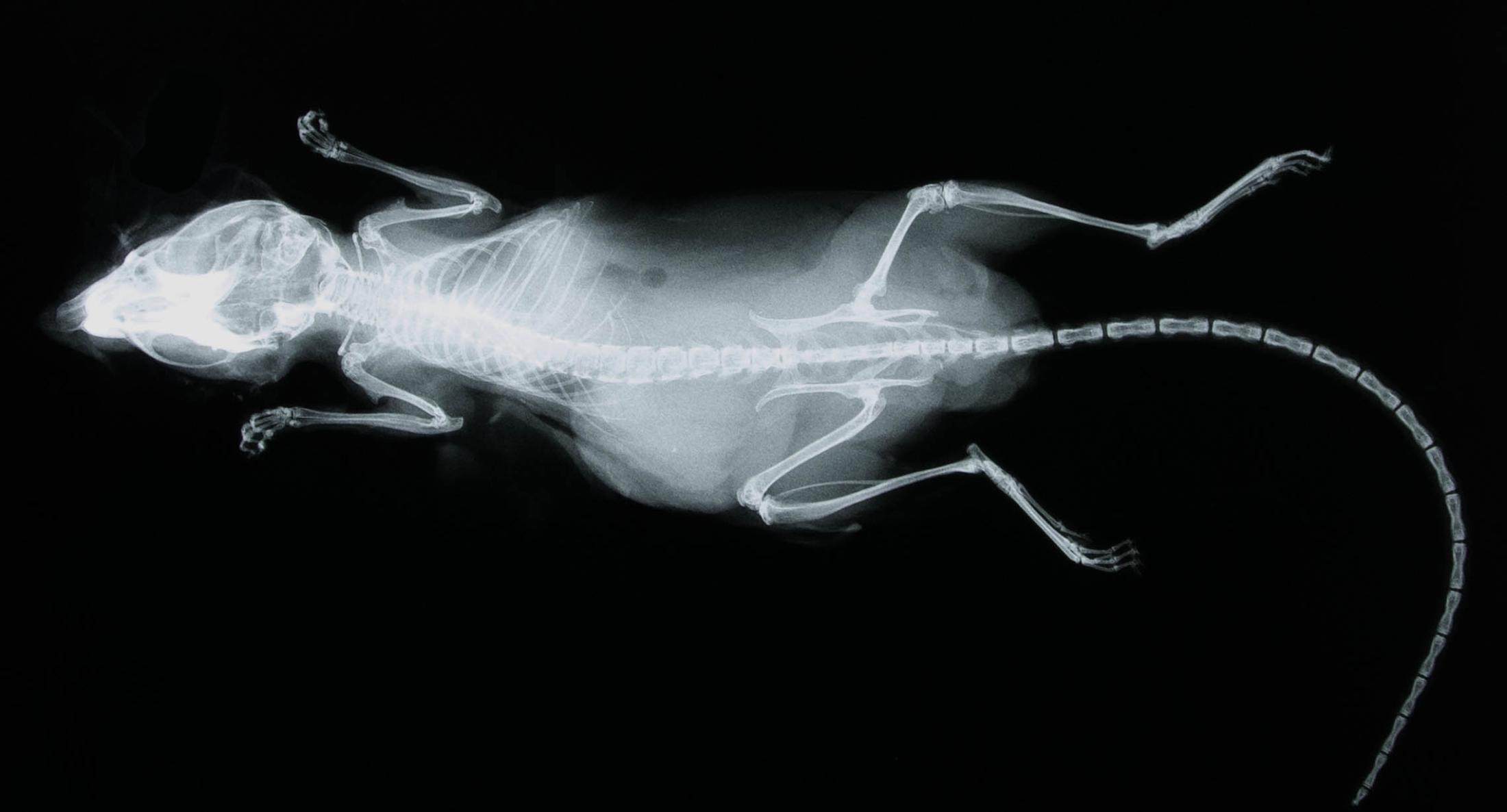 radiograph image of rat