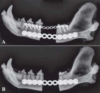 Oral and Maxillofacial Regeneration