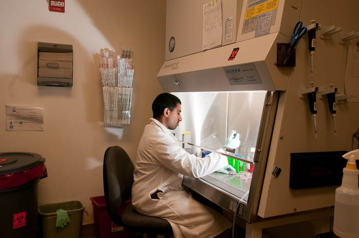 Lab Technician prepares cell cultures in biological safety cabinet