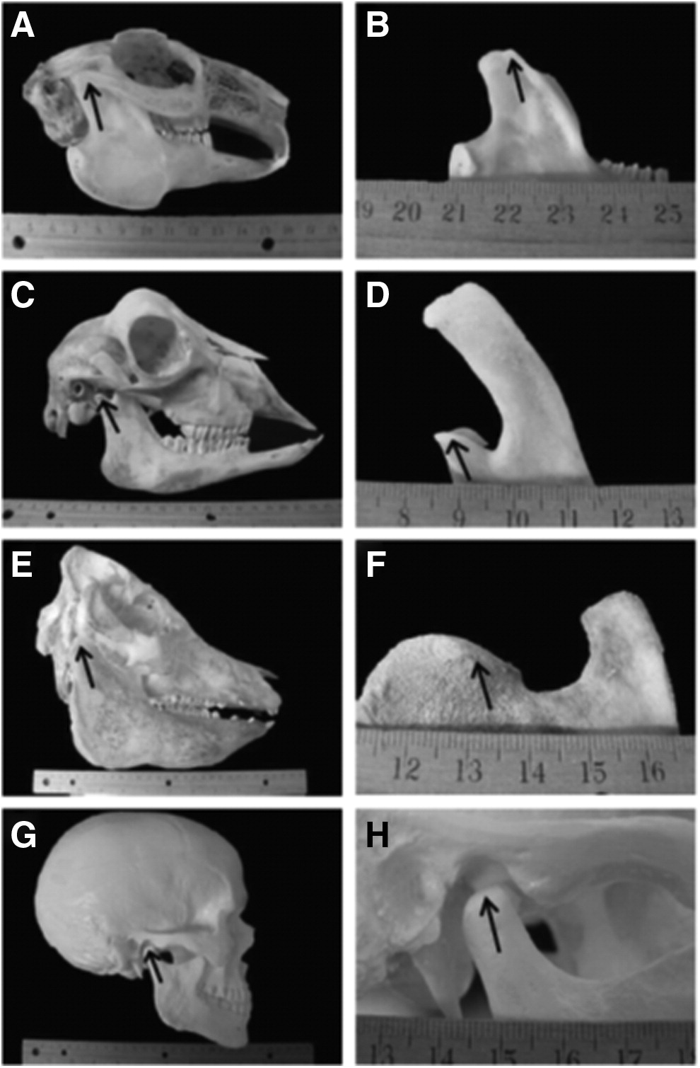 Temporomandibular joint in mammals