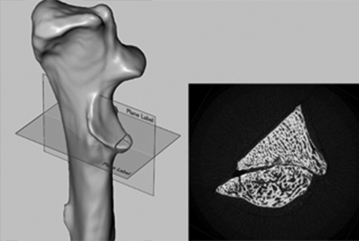 Photo: Canine Elbow Dysplasia Research