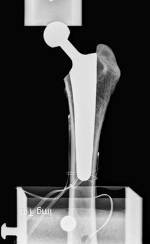 Photo: Canine Hip Replacement Research