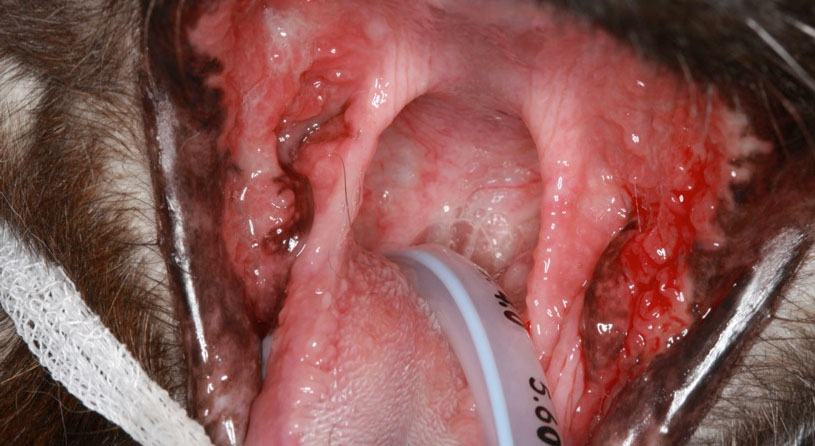 Photo: Feline chronic gingivostomatitis