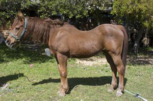 Photo: This usually starts with one shoulder bowing initially, but often both shoulders are eventually affected. The back becomes markedly swaybacked in a relatively short period of time. The neck becomes stiff making turning the head and eating off the ground difficult, or ultimately impossible.