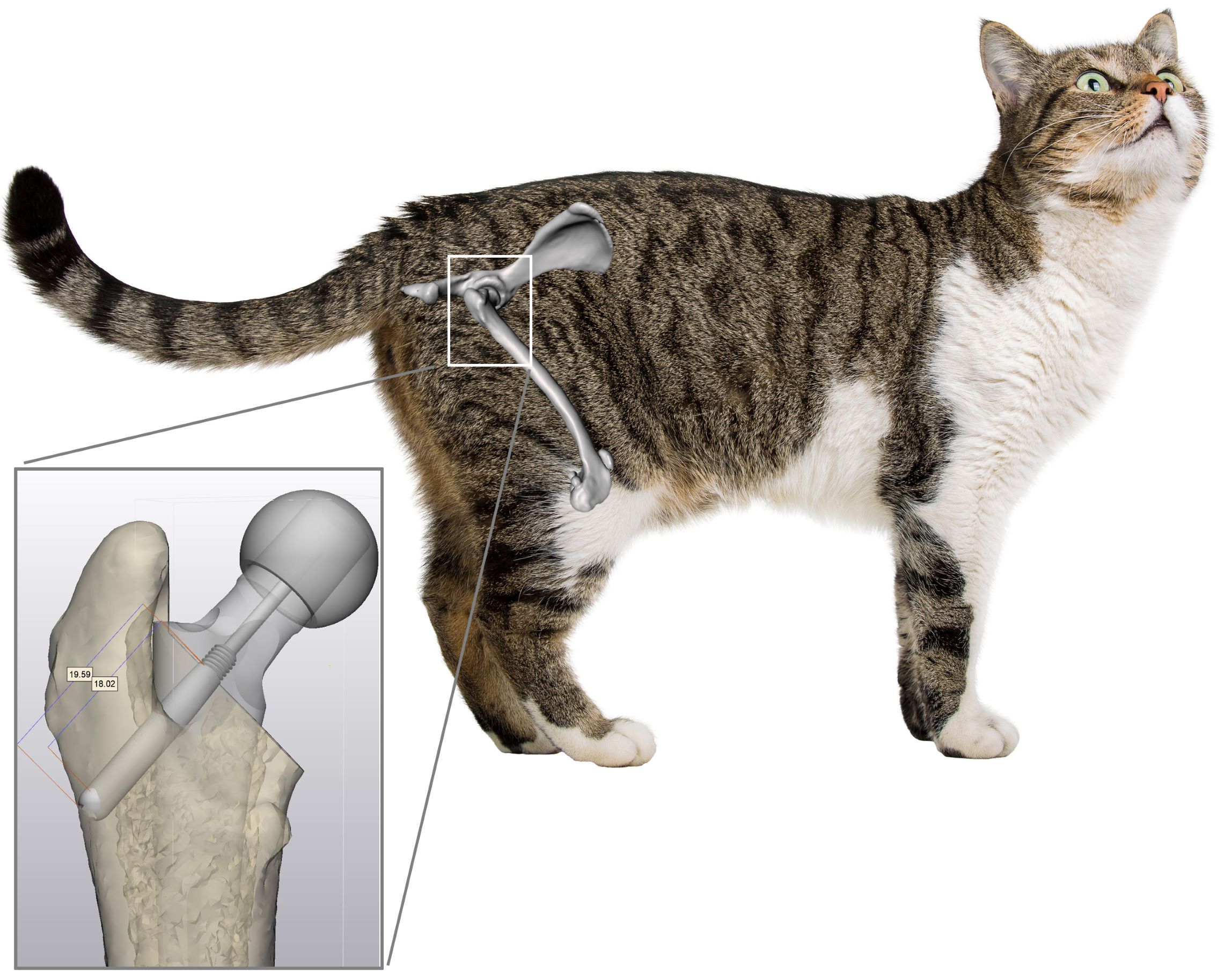 Cat with Hip Replacement