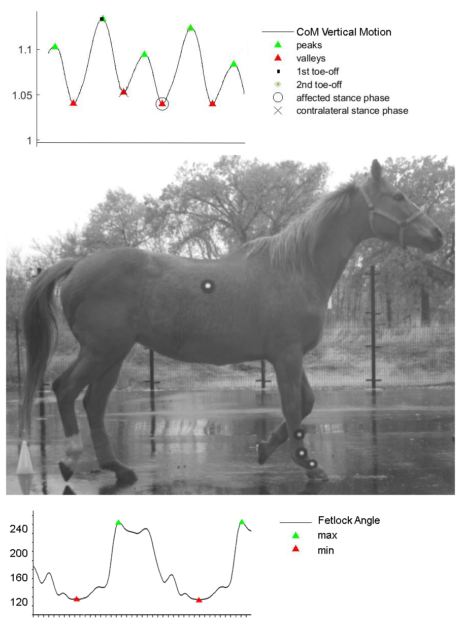 Horse Trotting Motion Capture