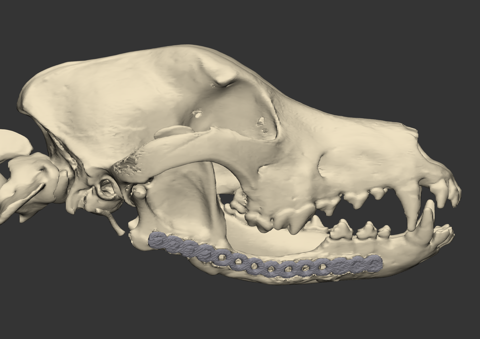 Canine mandible with reconstruction plate
