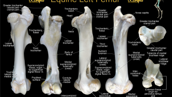 Equine Femur Poster