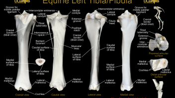 Equine Tibia Poster