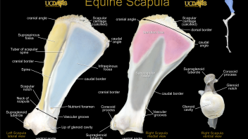 Equine Scapula Poster