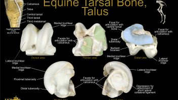 Equine Talus Poster