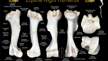 Equine Humerus Poster