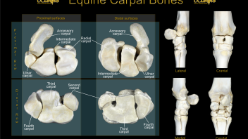 Carpal Bone Poster