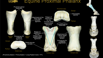 Equine Proximal Phalanx Poster