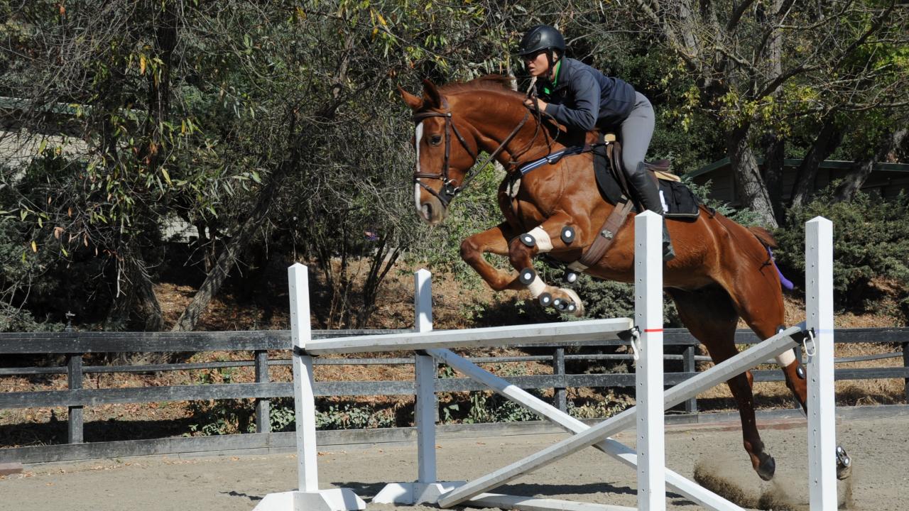 Equine Health Research