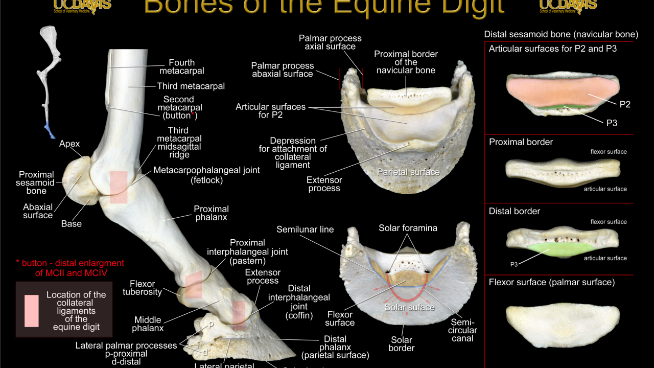 Equine Distal Poster