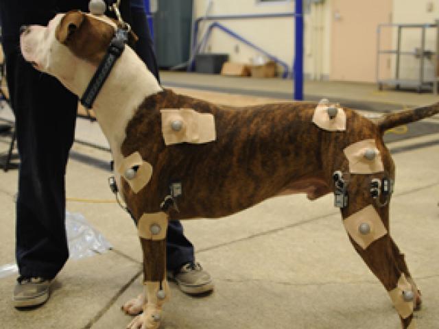 Canine Research Program