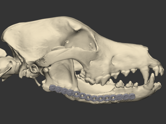 Canine mandible with reconstruction plate