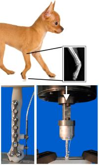 Toy Breed Dog Radii Fracture Repair